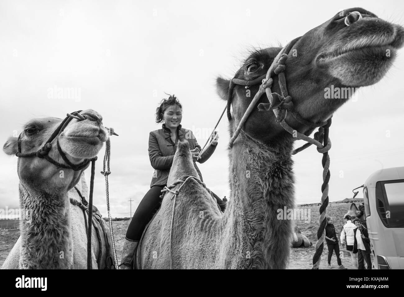 Mujer mongola caballo, camello, Mongolia Kharakhorin Foto de stock