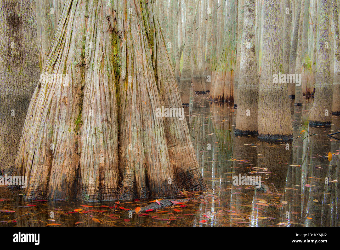 Otoño, ciprés calvo (Taxodium distchum), Cipreses (Taxodium ascendens estanque) Catedral Patrimonio de la Bahía Reserva de Fauna, S.Carolina, EE.UU. por Bill Lea/Demb Foto de stock