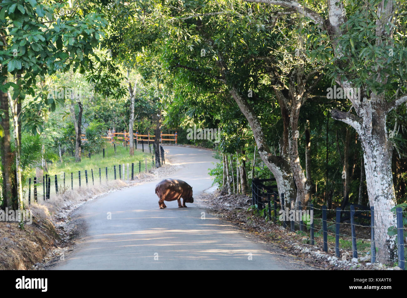 El Hippo está en la calle, en la Hacienda Nápoles, Colombia, 07 de  diciembre de 2017. La Hacienda perteneció al narcotraficante Pablo Escobar,  quienes establecieron un zoológico privado aquí. Hippo Vanessa tiene