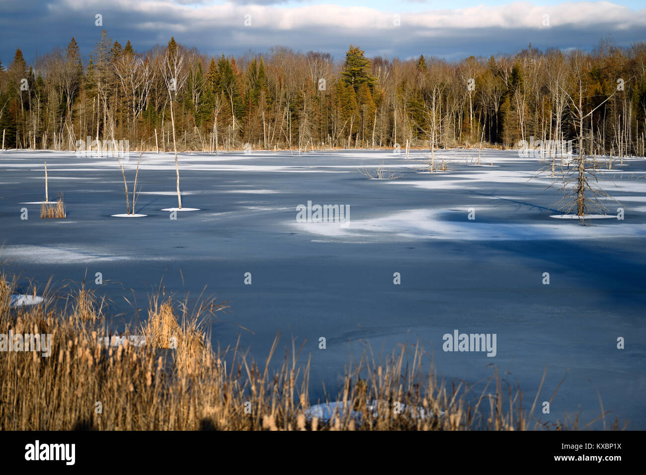 Principios de invierno lago congelado al atardecer con árboles muertos y espadaña en la Highway 37 y 7 en Tweed en Ontario, Canadá Foto de stock