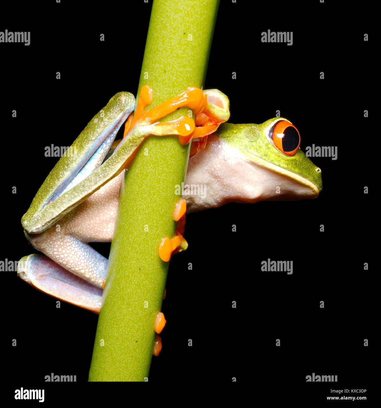 My Image 4