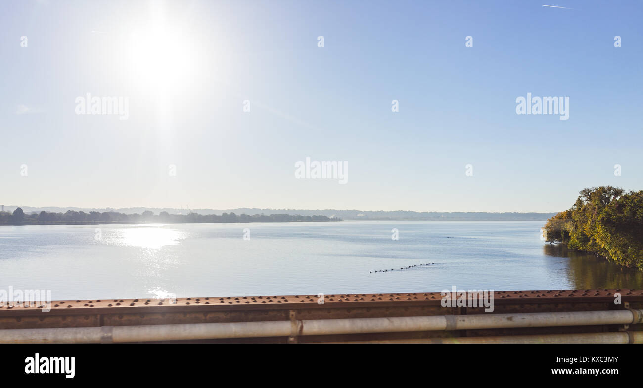 Muchas ocas en río Potomac panorama con sol de mañana y el agua azul en Washington DC o Virginia Foto de stock