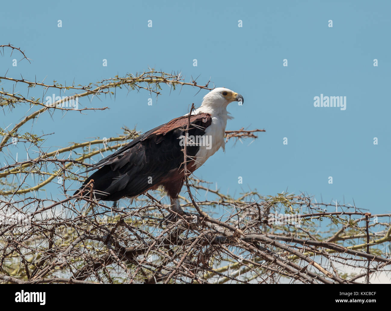 El águila pescadora africana, o para distinguirlo de los verdaderos peces águilas, el águila de mar africana, es una especie grande de eagle encontrados a lo largo de sub-Sahara Foto de stock