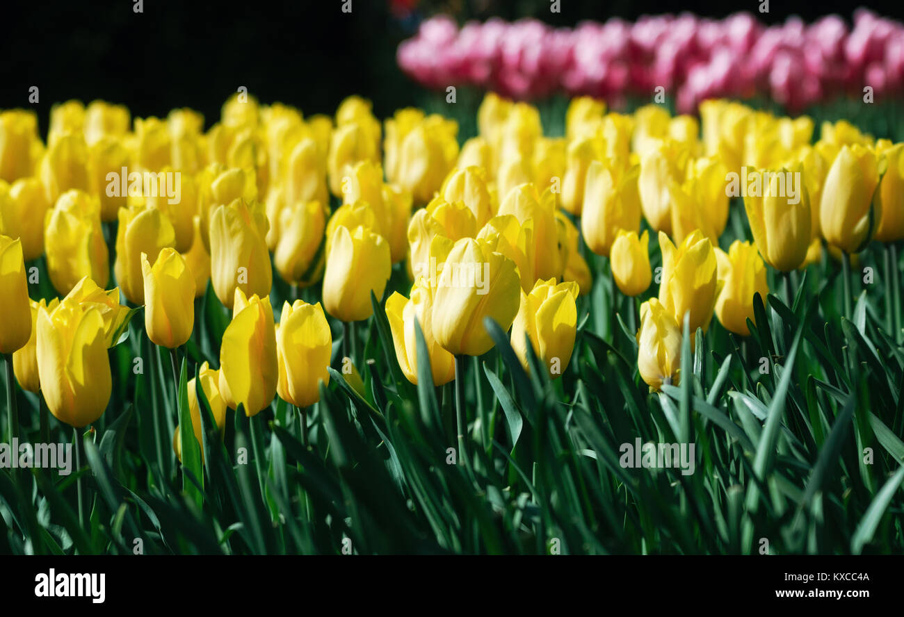 Tulipanes amarillos en primer plano y fondo rosa tulipanes en huerto en Holanda Foto de stock