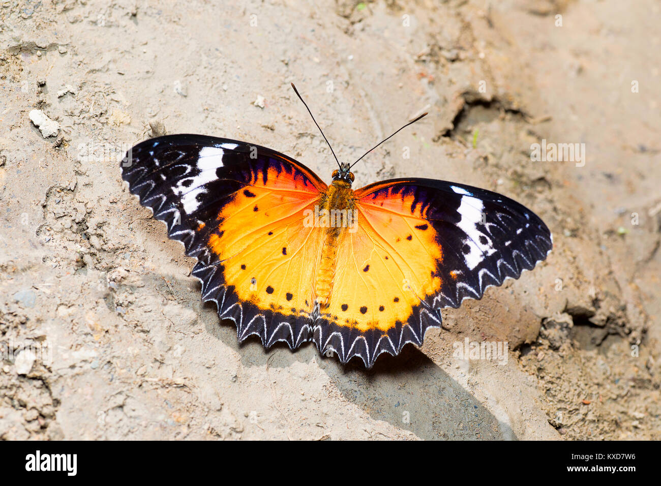 Leopard Lacewing, mariposa Cethosia cyane, Satakha cyane, Nagaland, India Foto de stock