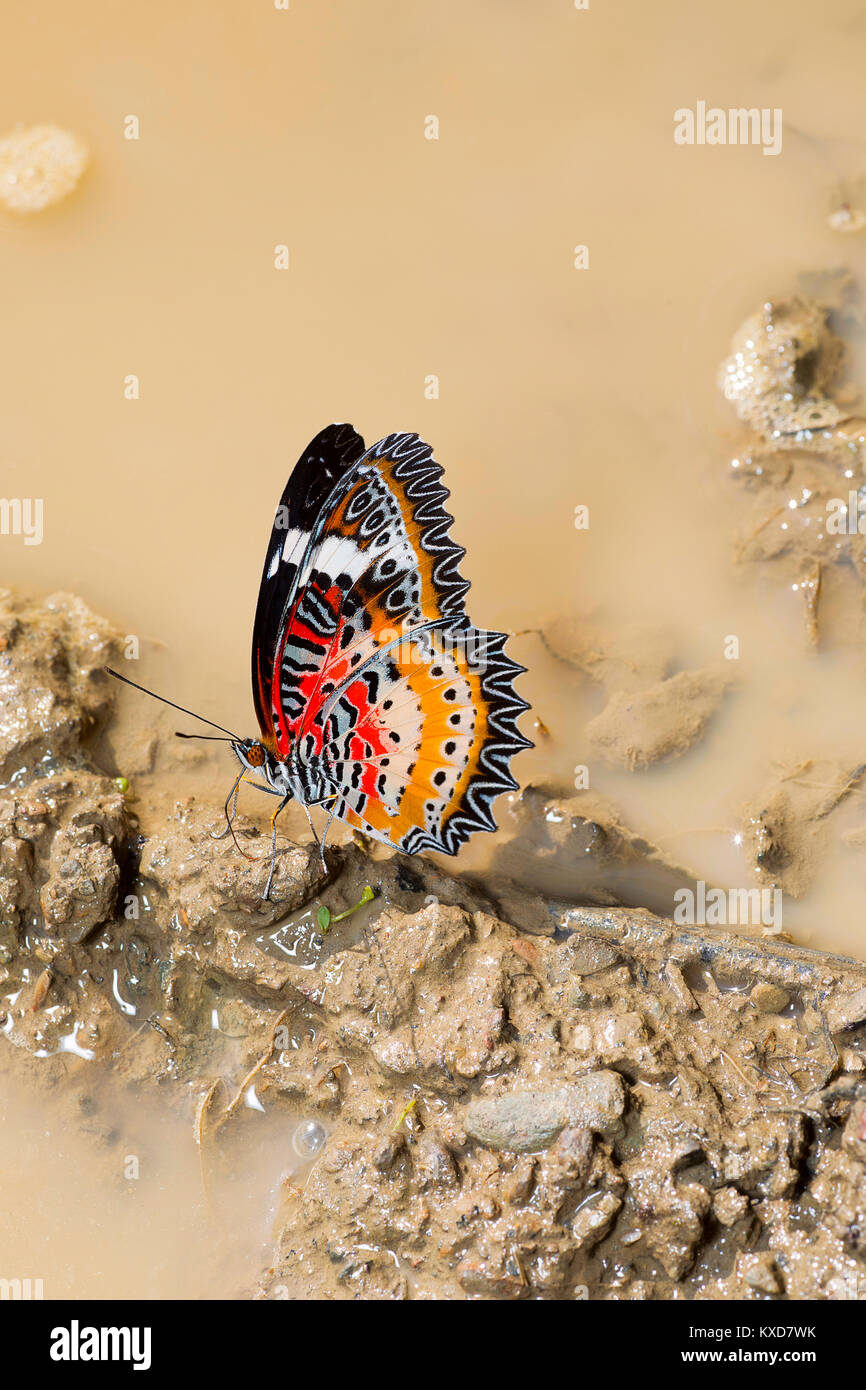 Leopard Lacewing, mariposa Cethosia cyane, Satakha cyane, Nagaland, India Foto de stock