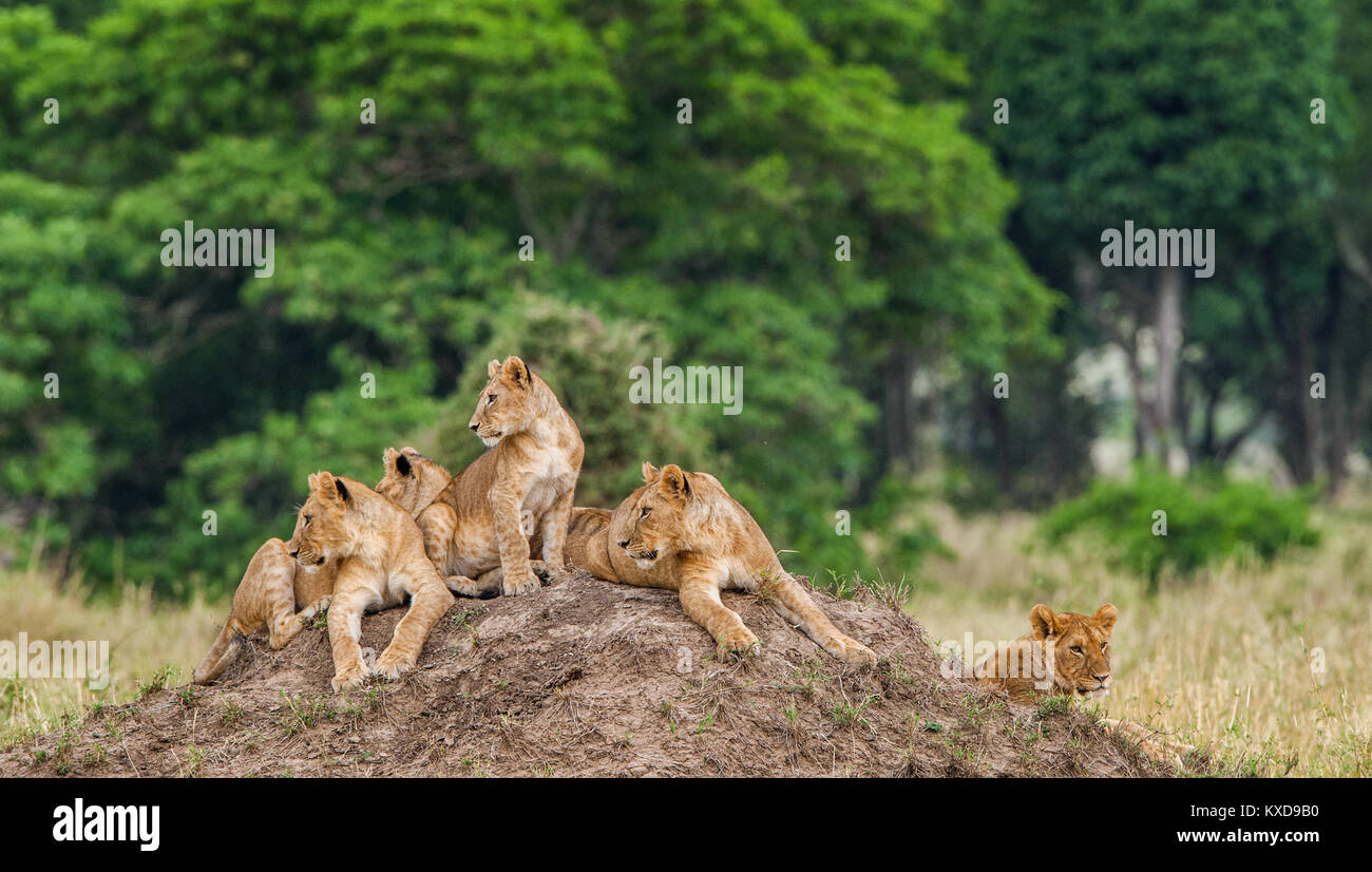 Cachorros de león sentar juntos esperando a la madre. East African Lion ( Panthera leo nubica ) Foto de stock