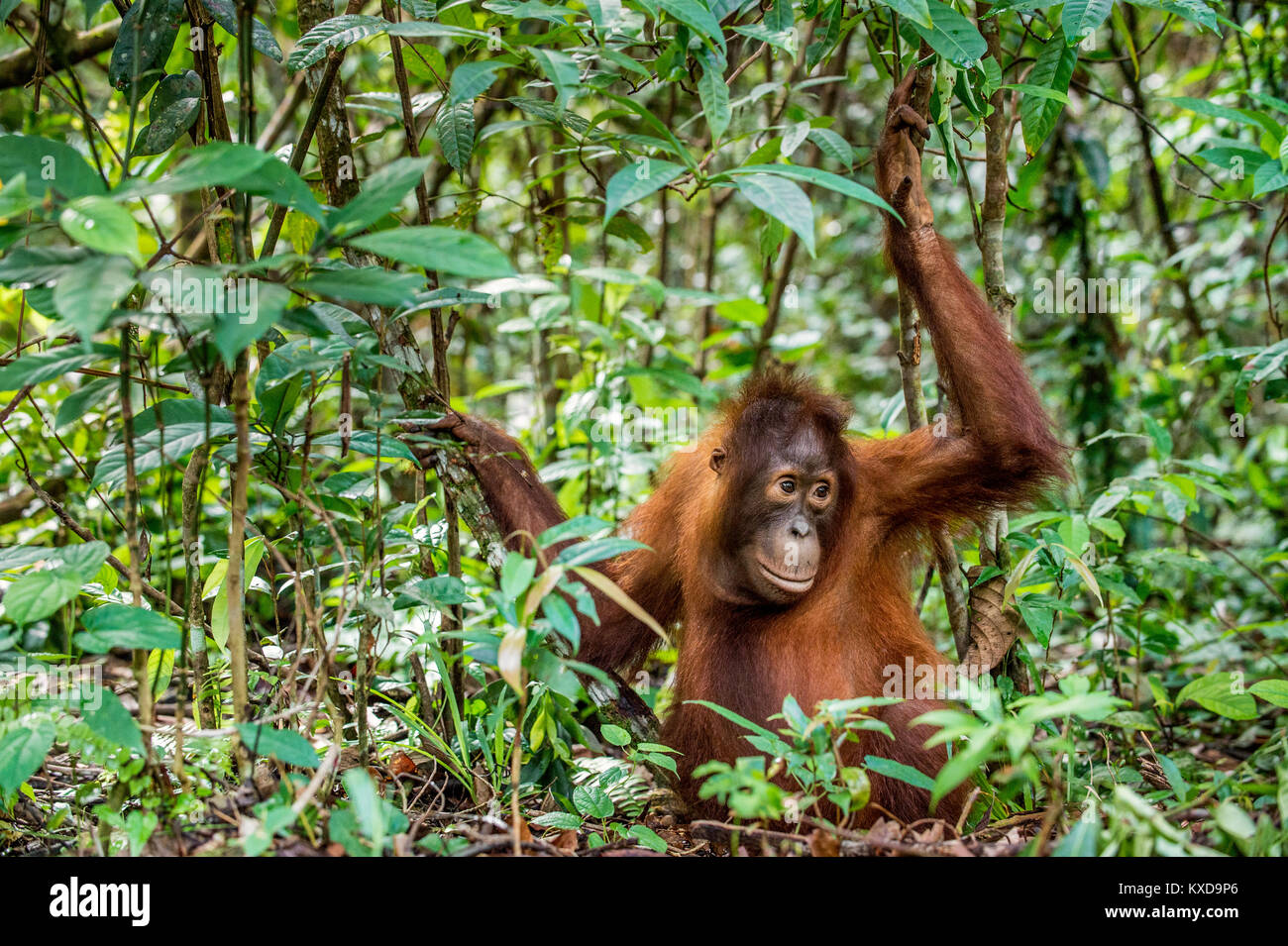 Los menores del Centro Bornean orangután (Pongo pygmaeus wurmbii ) en el hábitat natural. Naturaleza salvaje en la selva tropical de Borneo. Indonesia Foto de stock
