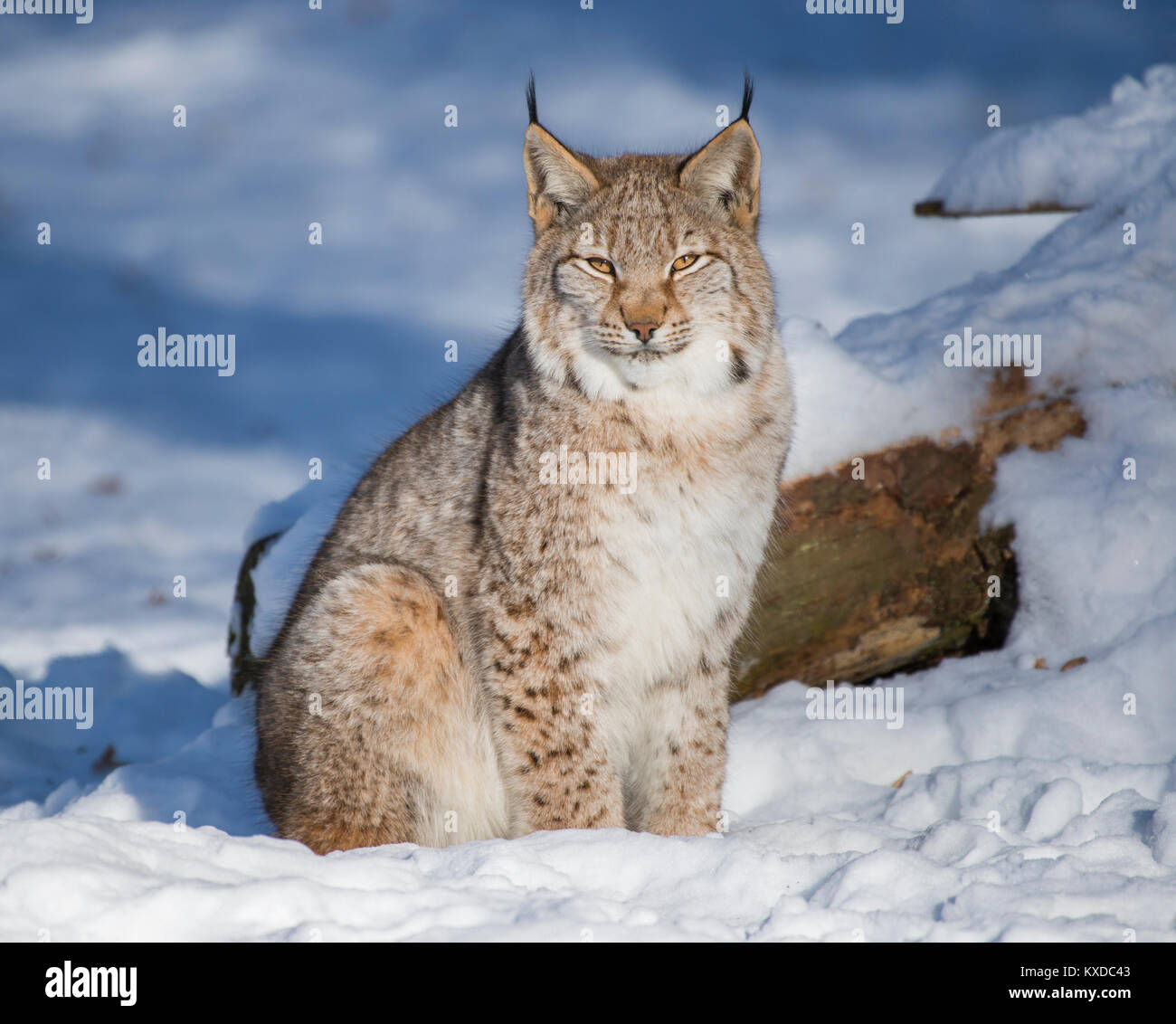 El lince eurásico (Lynx lynx) se asienta en la nieve,cautivo,alemania,Baviera Foto de stock