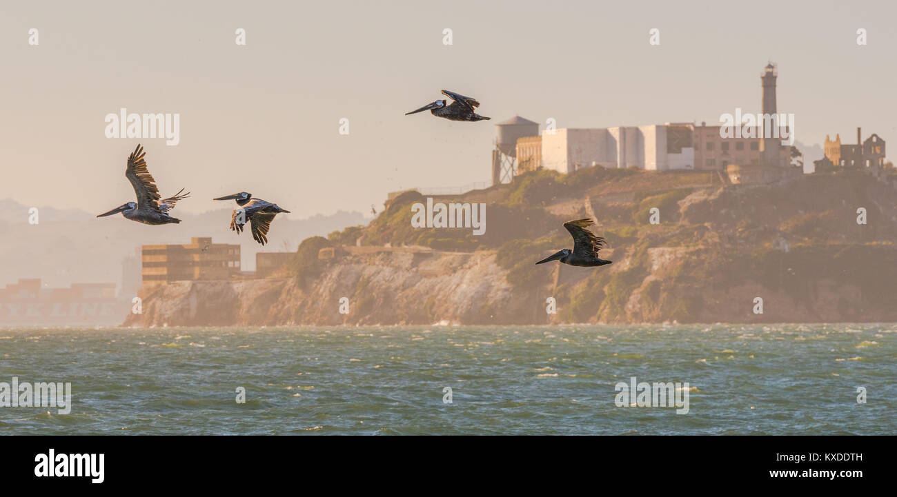 Pelícanos escapar de Alcatraz Foto de stock