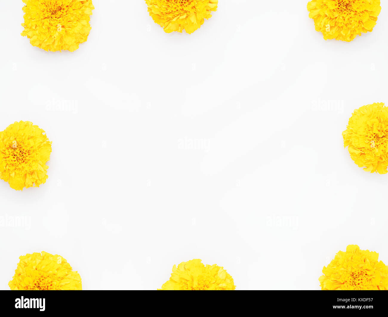 Amarillo flor caléndula aislado sobre fondo blanco utilice para adorar la  sabiduría de Dios en la cultura hindú por hindúes o se puede utilizar como  producto de salud Fotografía de stock -