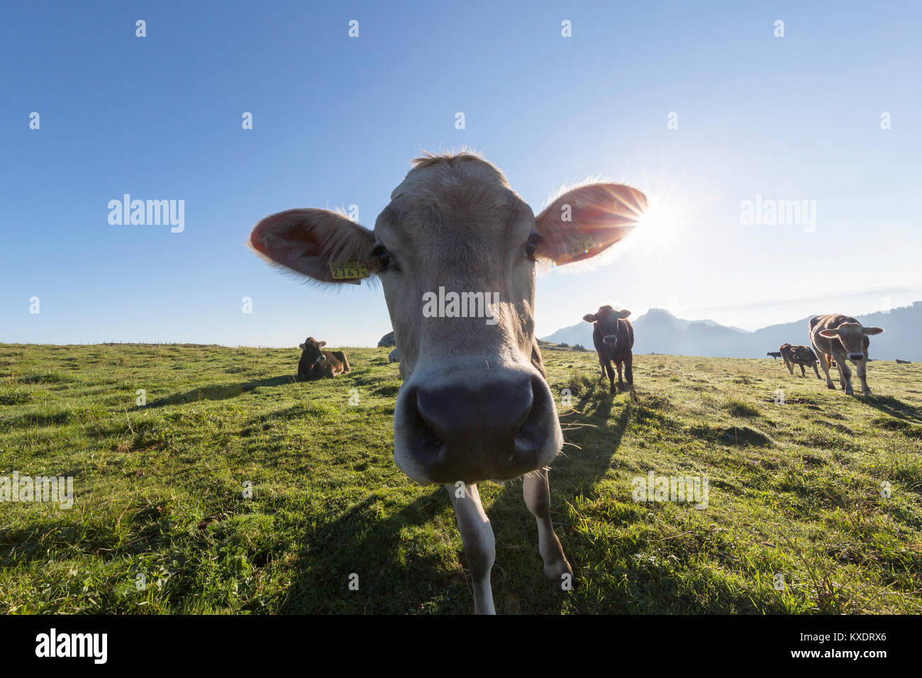 Vaca en la luz de fondo, el rebaño en los pastos en la montaña, Alpsigel Brülisau, Appenzell Innerrhoden, Suiza Foto de stock