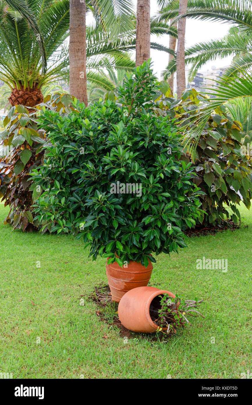 Hermoso jardín tropical con palmeras y flores Fotografía de stock - Alamy