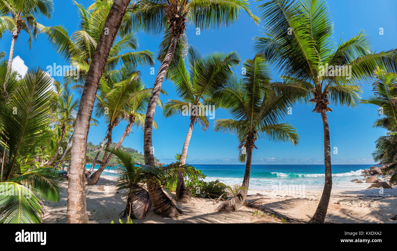 Hermosas palmeras en la isla tropical de Jamaica. Foto de stock