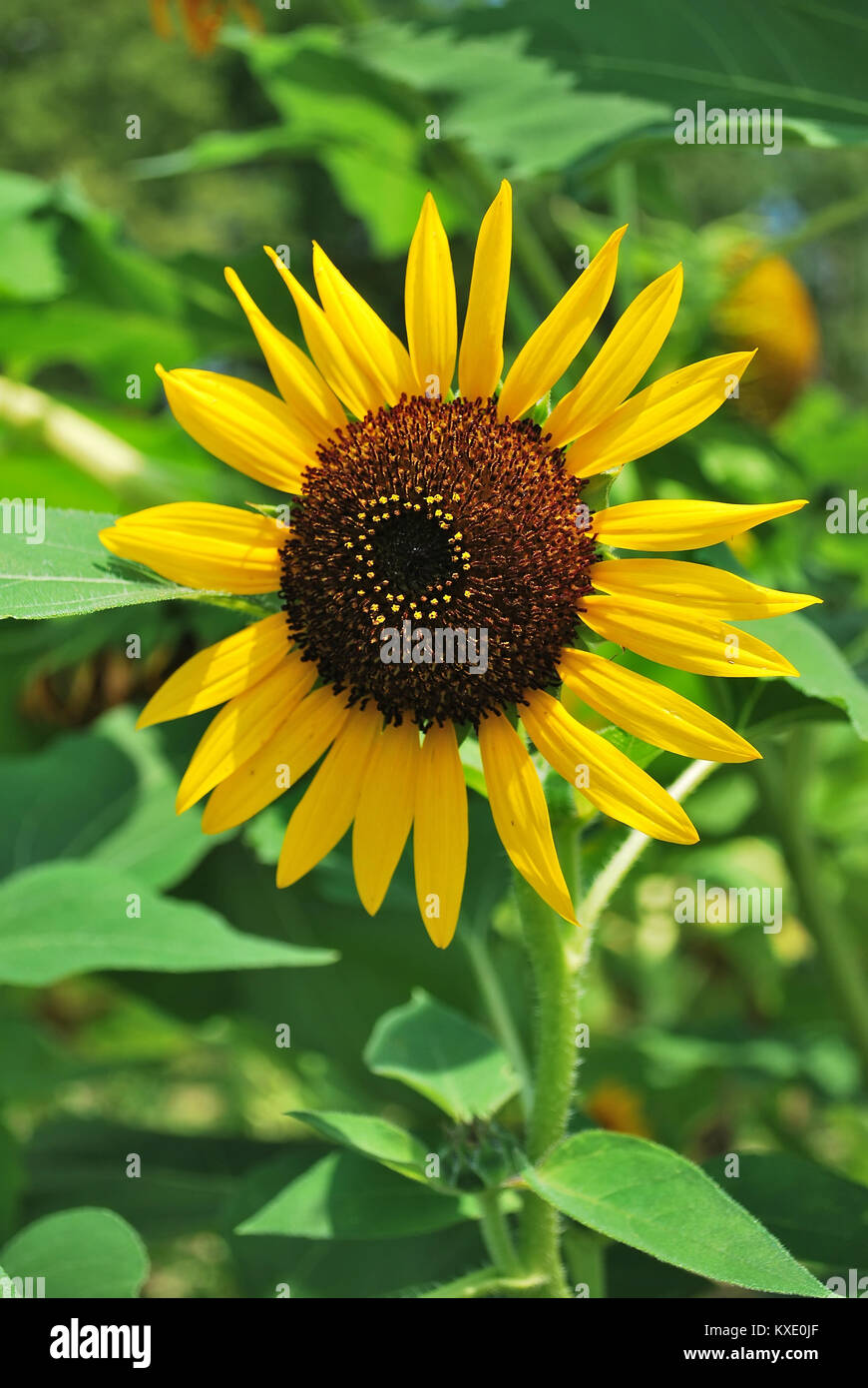 Girasol en plena floración en una pradera. Girasoles simbolizan la  temporada de verano, la felicidad y la libertad. Tomada en Osaka, Japón  Fotografía de stock - Alamy