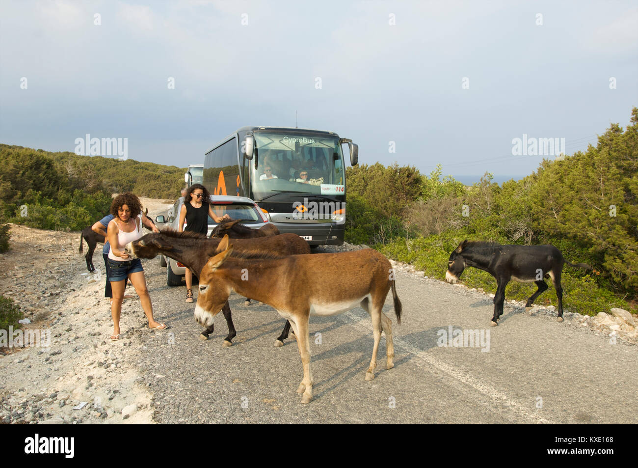 Paradas de tráfico para los burros bloqueando la carretera que están siendo alimentados por los turistas, en el norte de Chipre Foto de stock