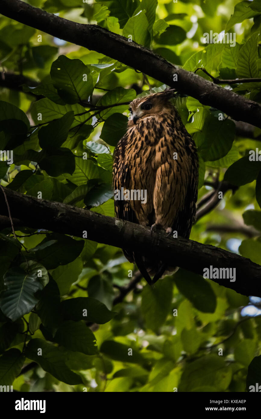 Brown Owl pez encaramado a Jim Corbett bosque Foto de stock