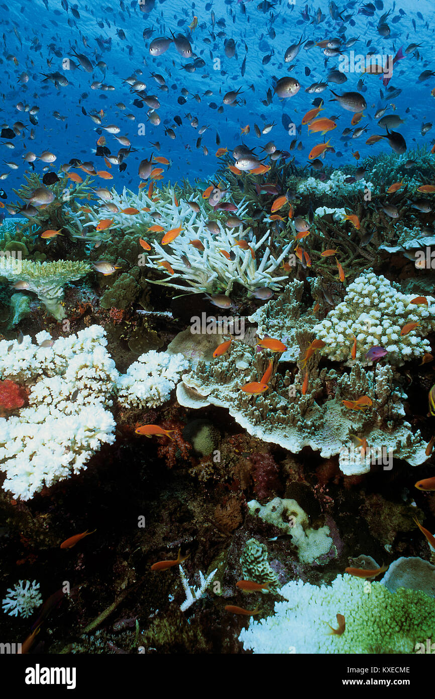 Los corales Staghorn blanqueada, la decoloración de los arrecifes de coral, las consecuencias del calentamiento global, el arrecife de coral en las islas Fiji, Mar del Sur, Océano Pacífico Foto de stock