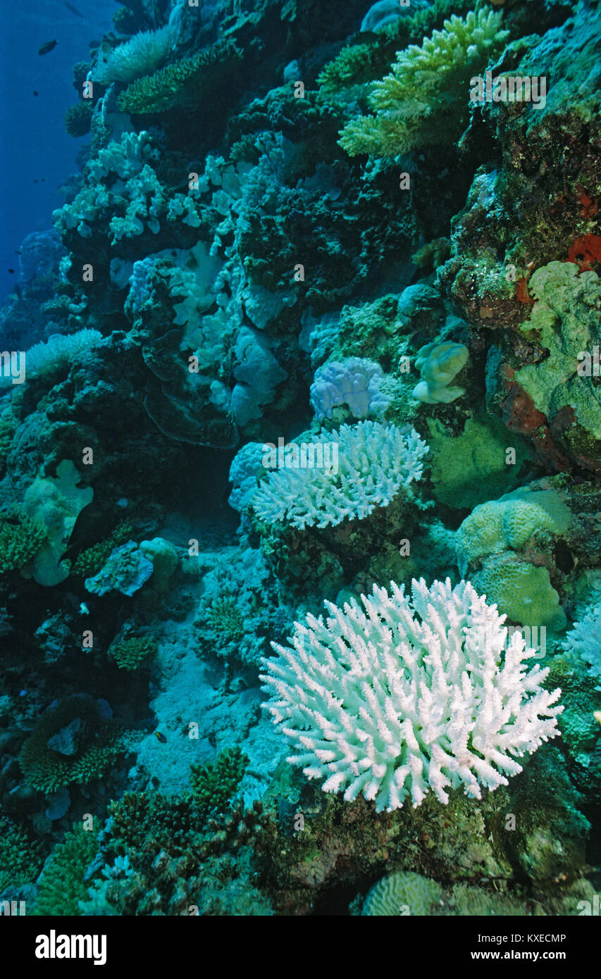 Los corales de piedra blanqueada, la decoloración de los arrecifes de coral, las consecuencias del calentamiento global, el arrecife de coral en las islas Maldivas, océano Índico, Asia Foto de stock