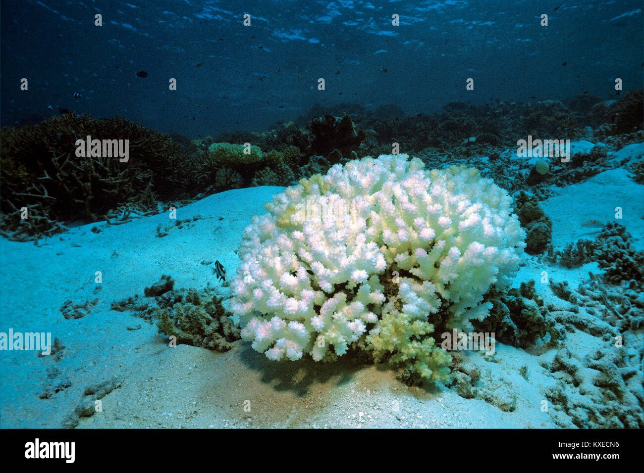Coral de piedra blanqueada, la decoloración de los arrecifes de coral, las consecuencias del calentamiento global, el arrecife de coral en las islas Maldivas, océano Índico, Asia Foto de stock
