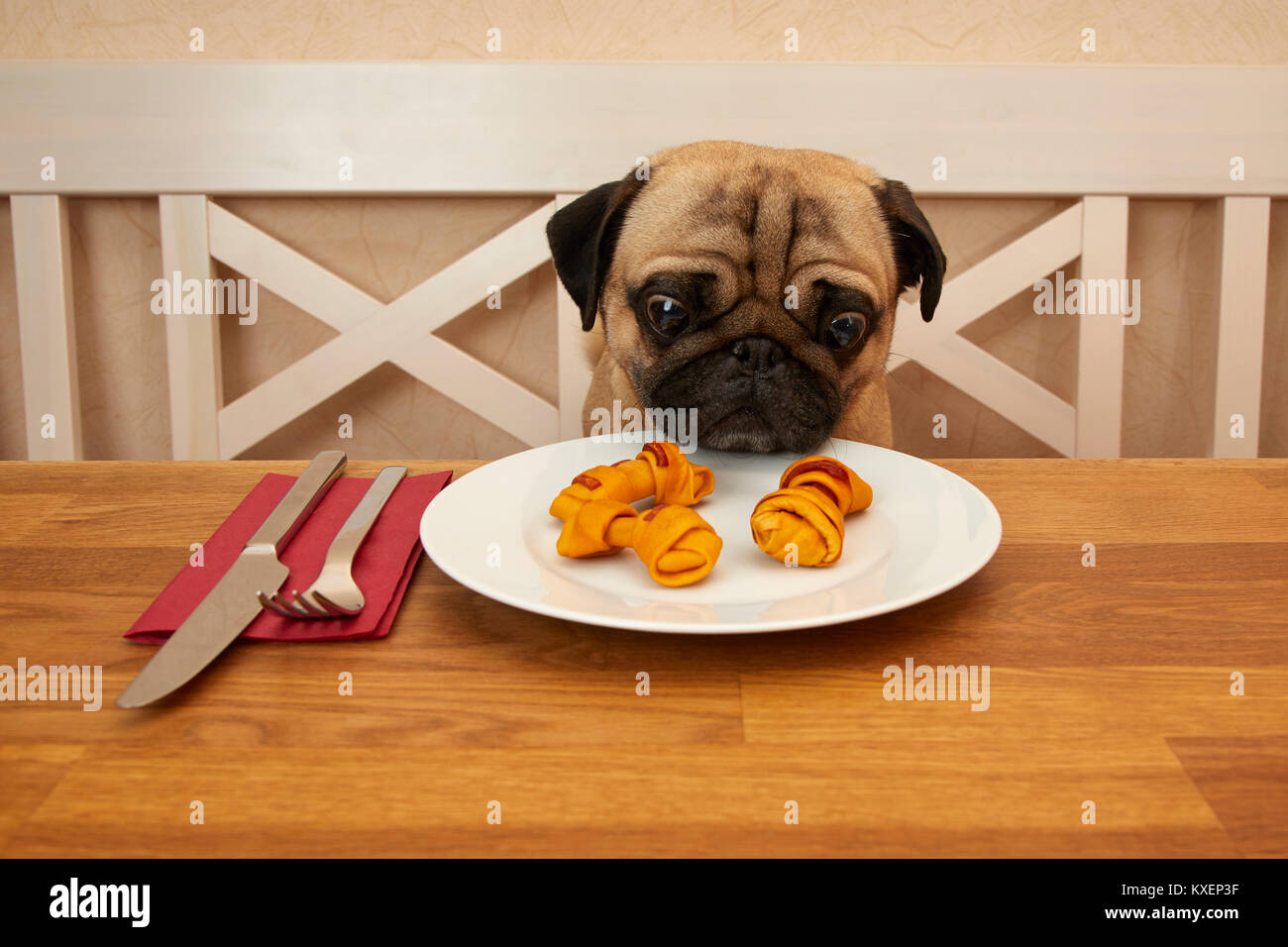 Pug se sienta en una mesa con los alimentos de origen animal en la placa Foto de stock