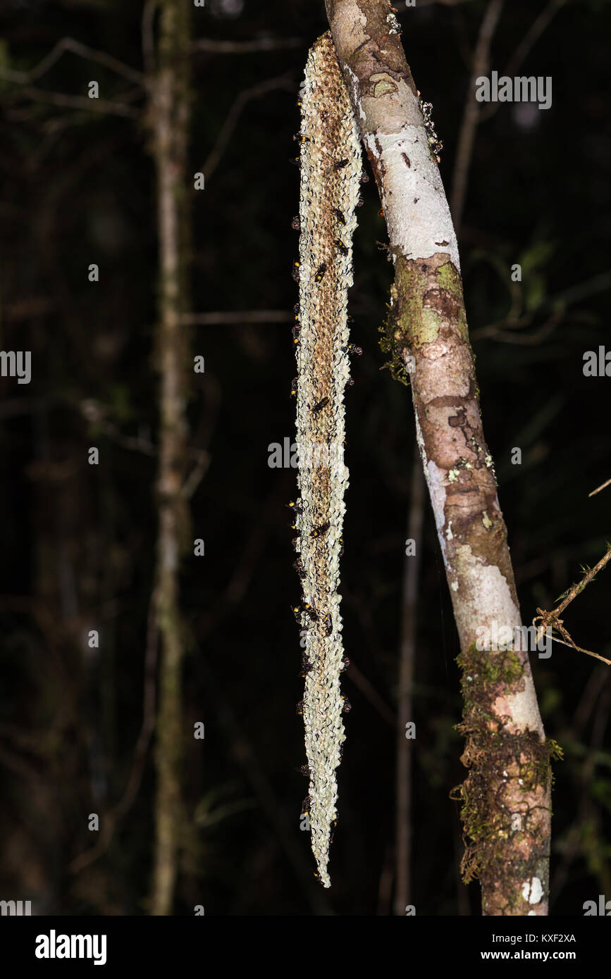 Una extraña forma alargada de la colmena de abejas salvajes, o nido de avispas, colgando de un árbol. Parque Nacional Ranomafana. Madagascar, África. Foto de stock