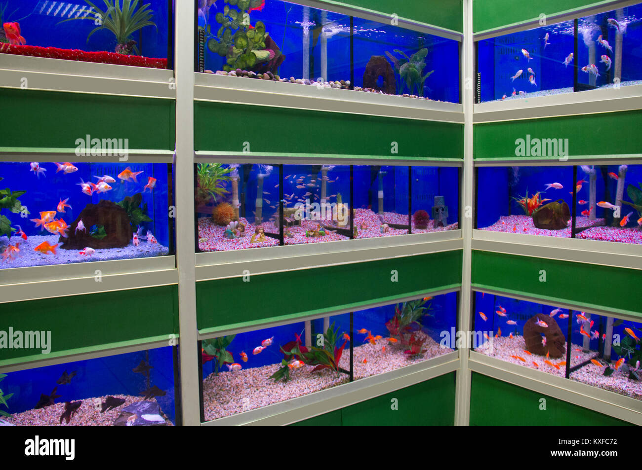 Peces tropicales y de agua fría, a la venta en un supermercado de mascotas  Fotografía de stock - Alamy