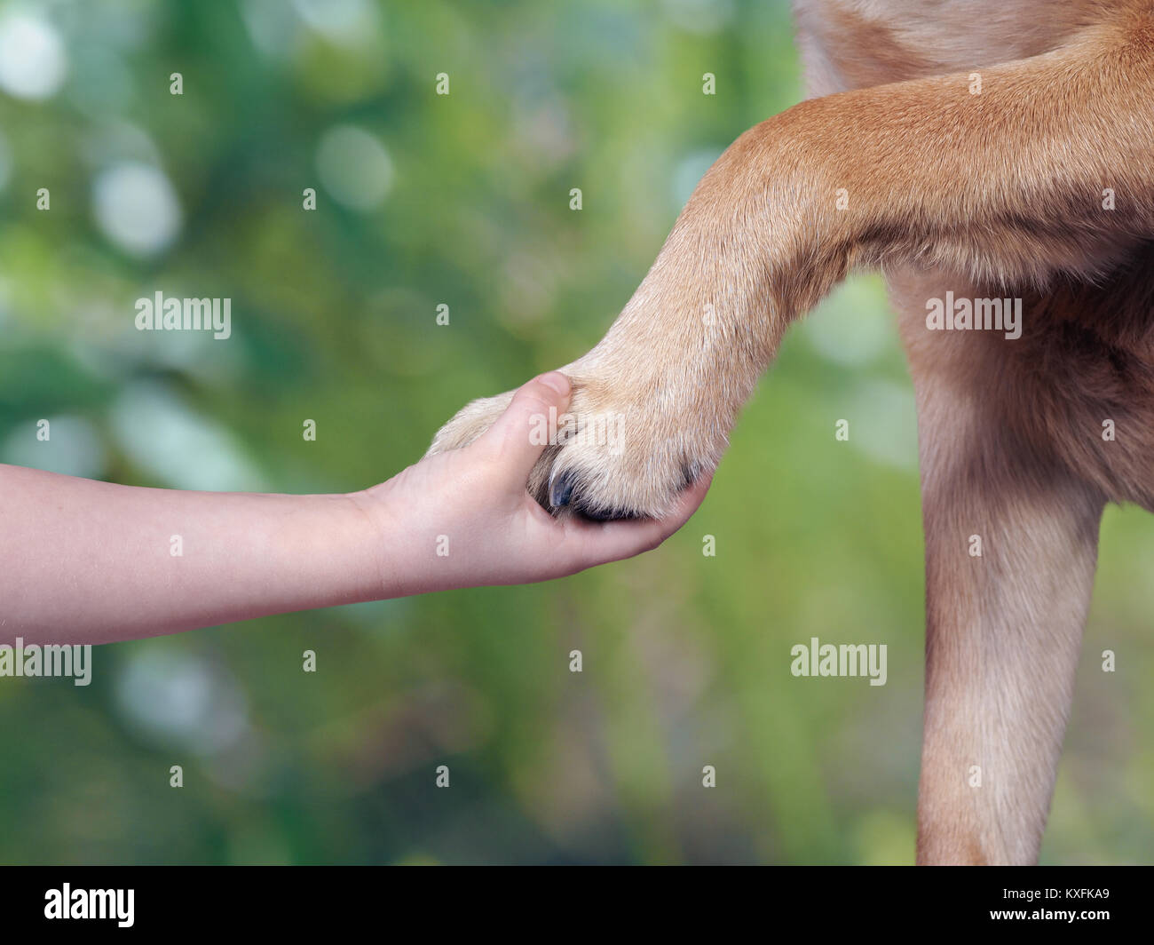 Niño de la mano y pata de perro. Antecedentes La naturaleza verde Foto de stock