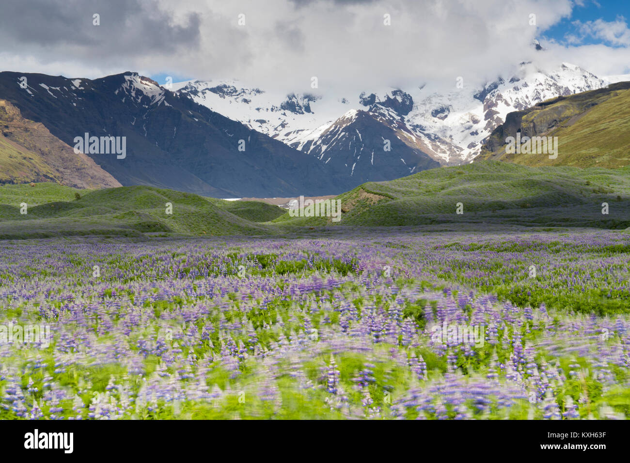 Paisaje islandés, campo de Nootka Lupine con montañas nevadas en el fondo Foto de stock