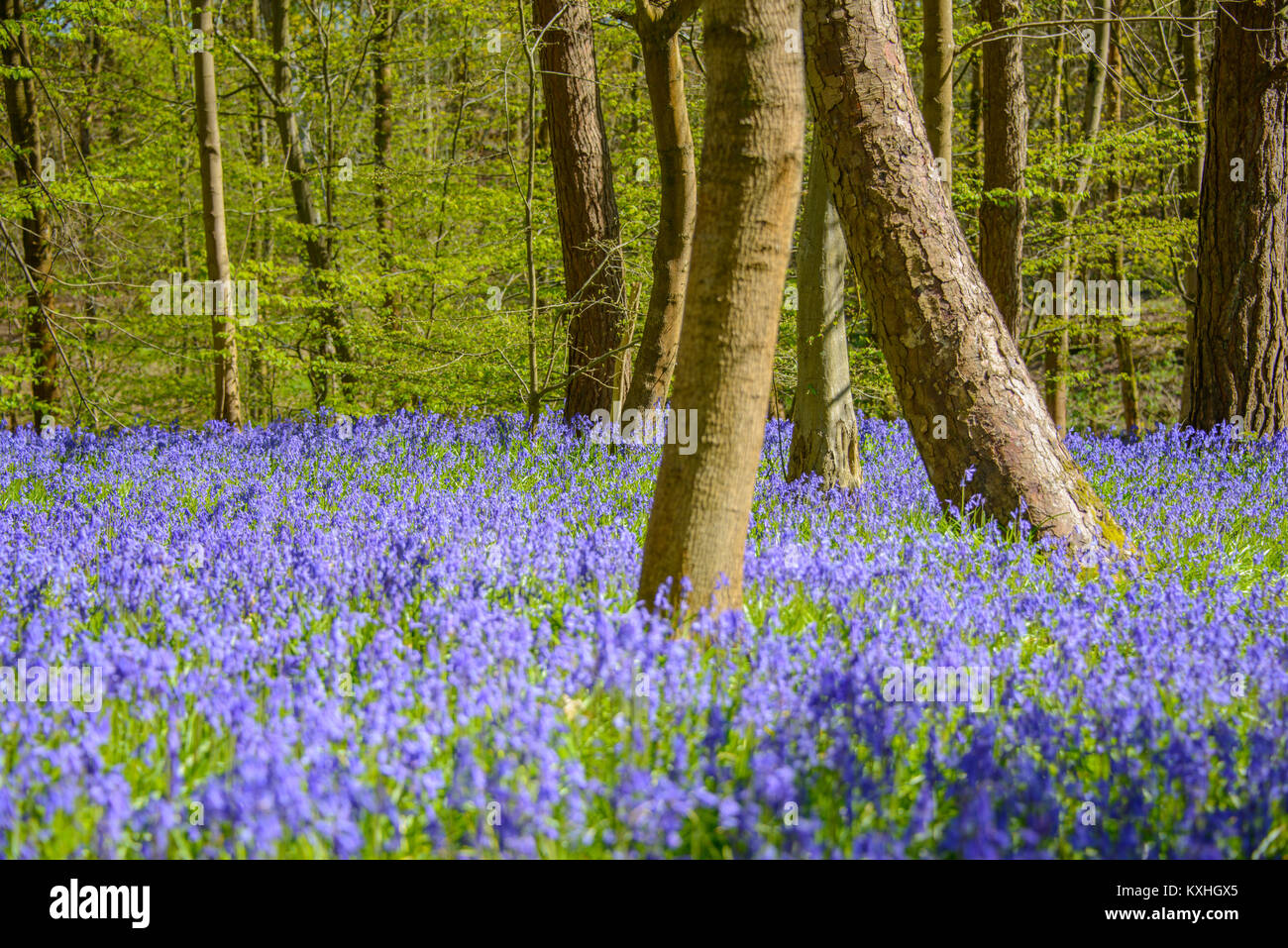 Las campánulas azules transformar nuestros bosques en la primavera. La alfombra de color azul intenso bajo el dosel de árboles de apertura es uno de nuestros mayores woodland gafas. Foto de stock