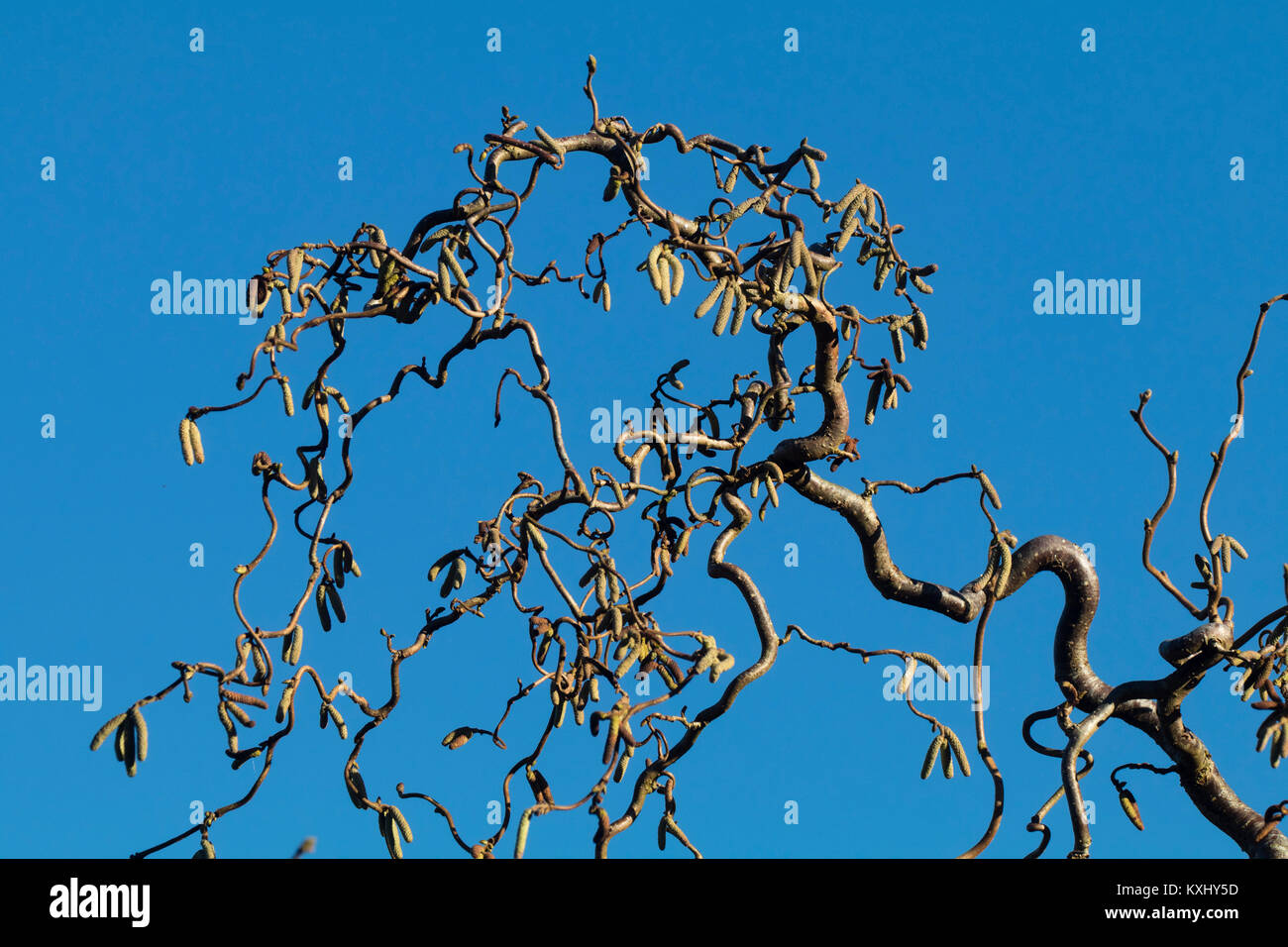 Ramas torcidas y amentos de invierno del arbusto caducifolio de avellano sacacorchos, Corylus avellana "Contorta' Foto de stock