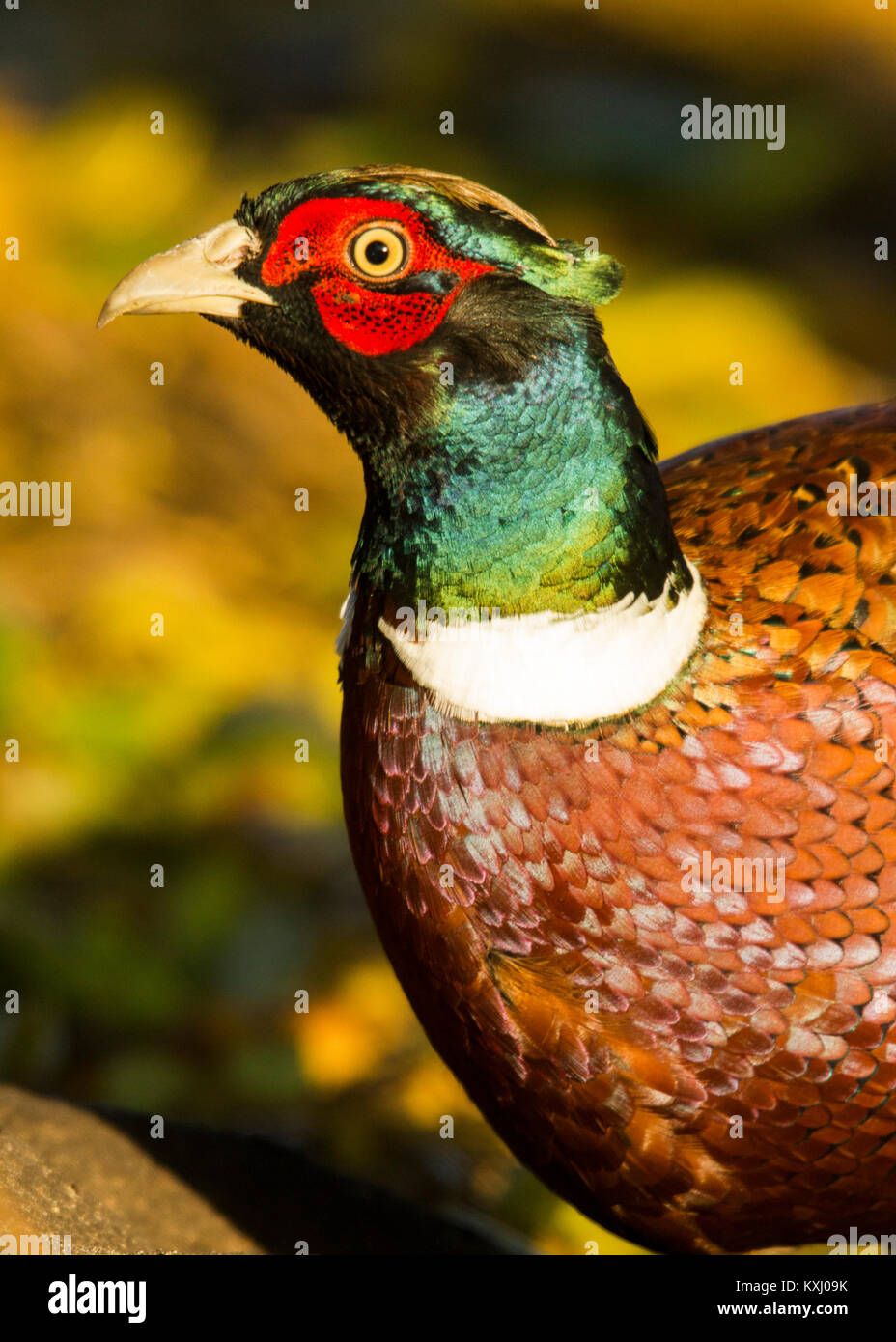 Faisán macho - Derbyshire, Reino Unido Foto de stock