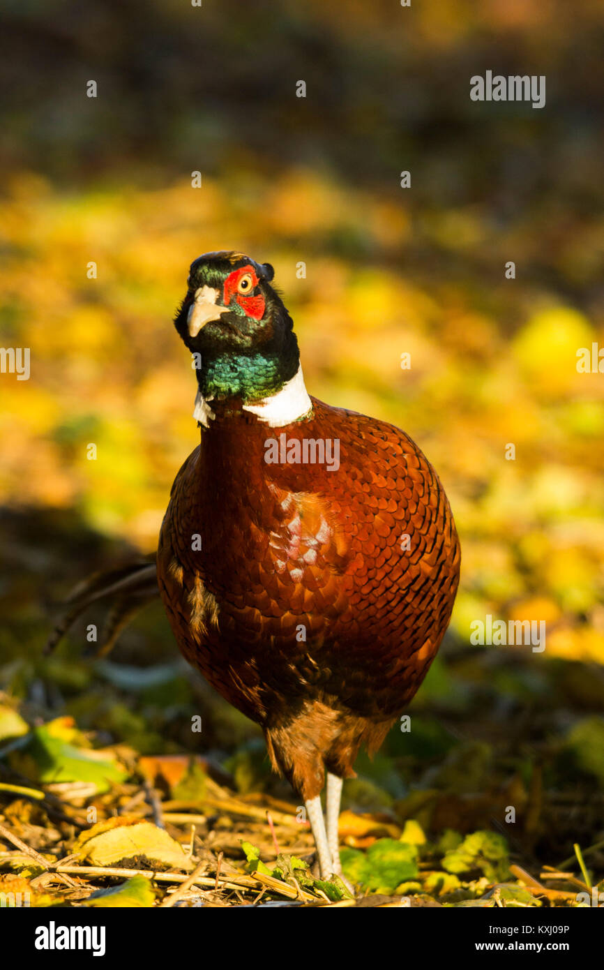 Faisán macho - Derbyshire, Reino Unido Foto de stock