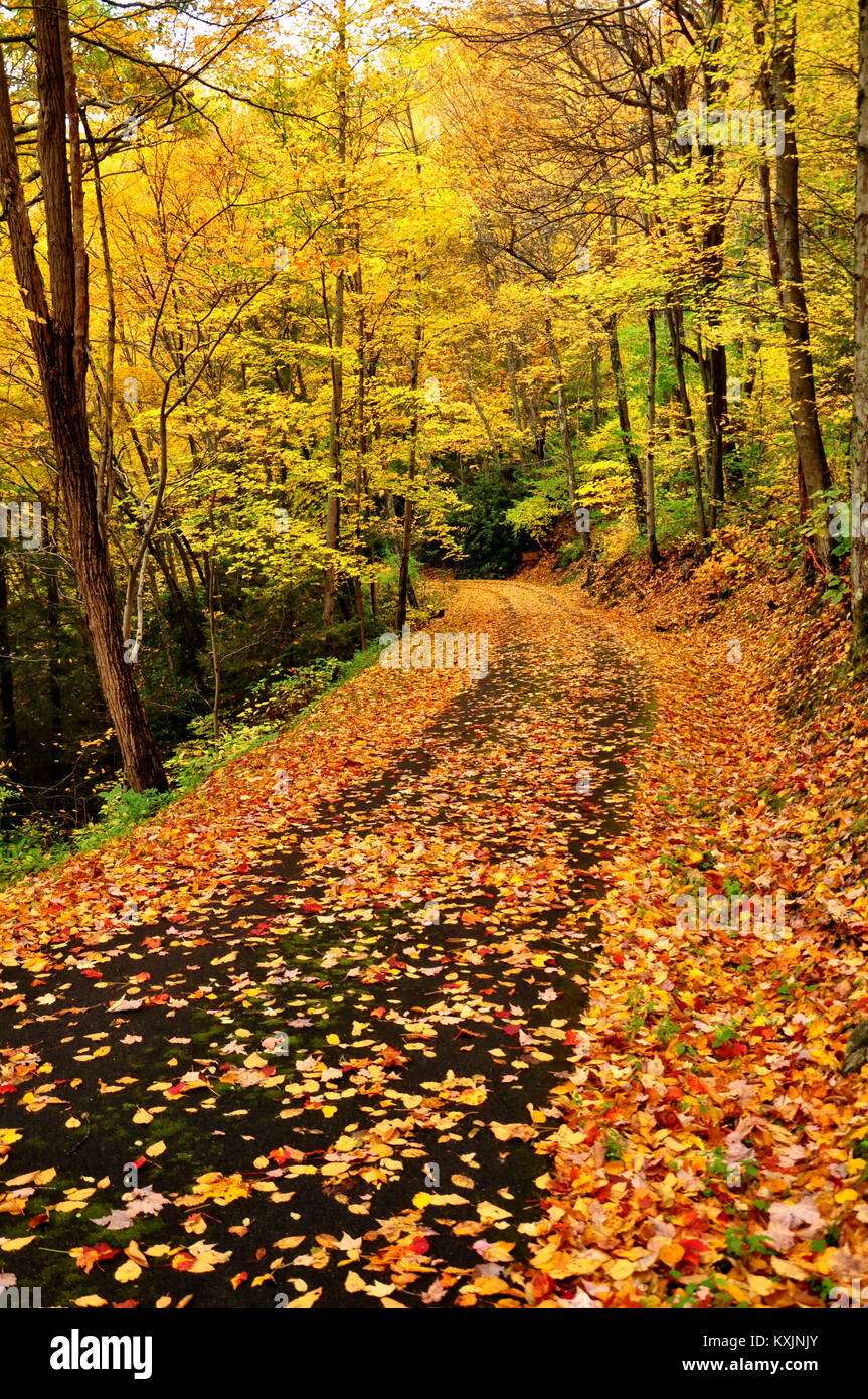 Country Road decorados en colores de otoño en Babcock State Park, West Virginia Foto de stock