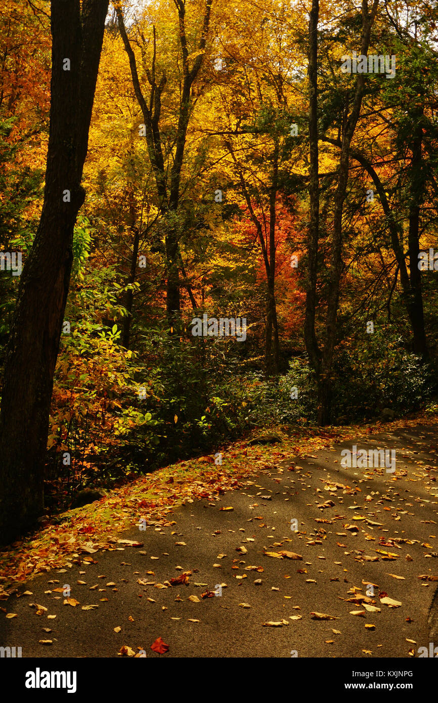 Country Road decorados en colores de otoño en Babcock State Park, West Virginia Foto de stock