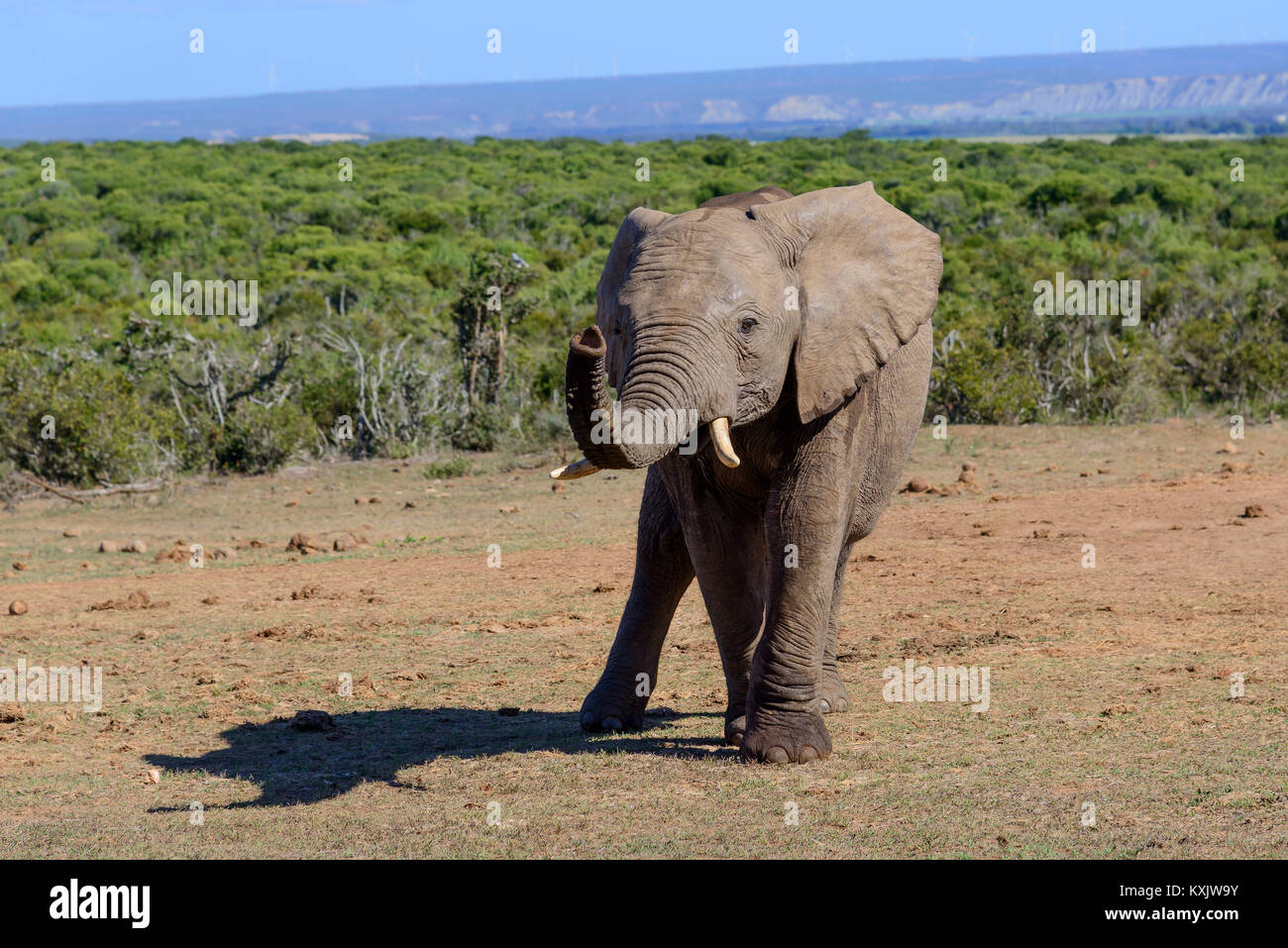 Bush, el elefante africano Loxodonta africana, Sudáfrica, Porth Elizabeth, Addo Natinal Park Foto de stock