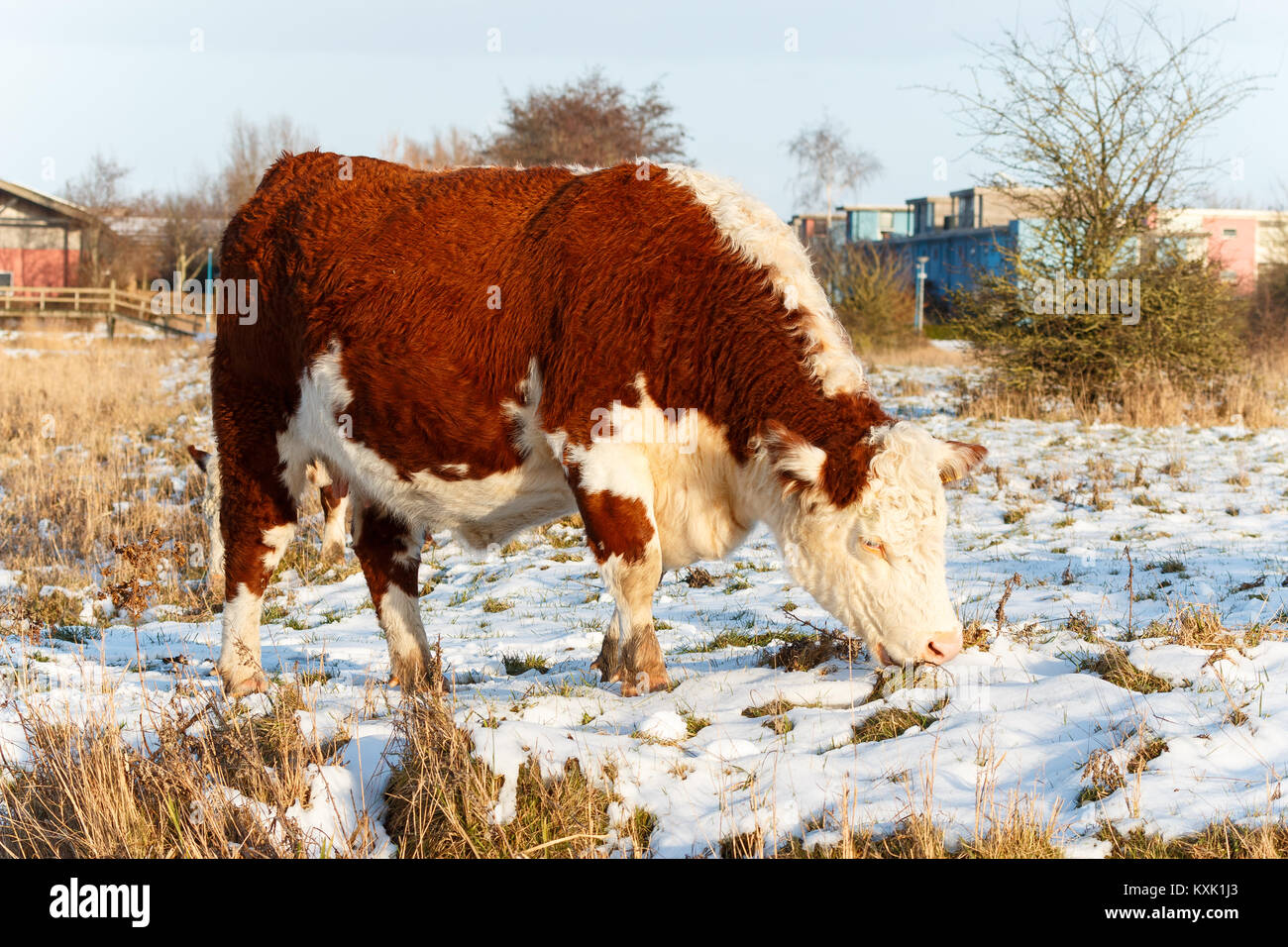 Gran highland ganado de Escocia en busca de alimento en un parque en el invierno Foto de stock