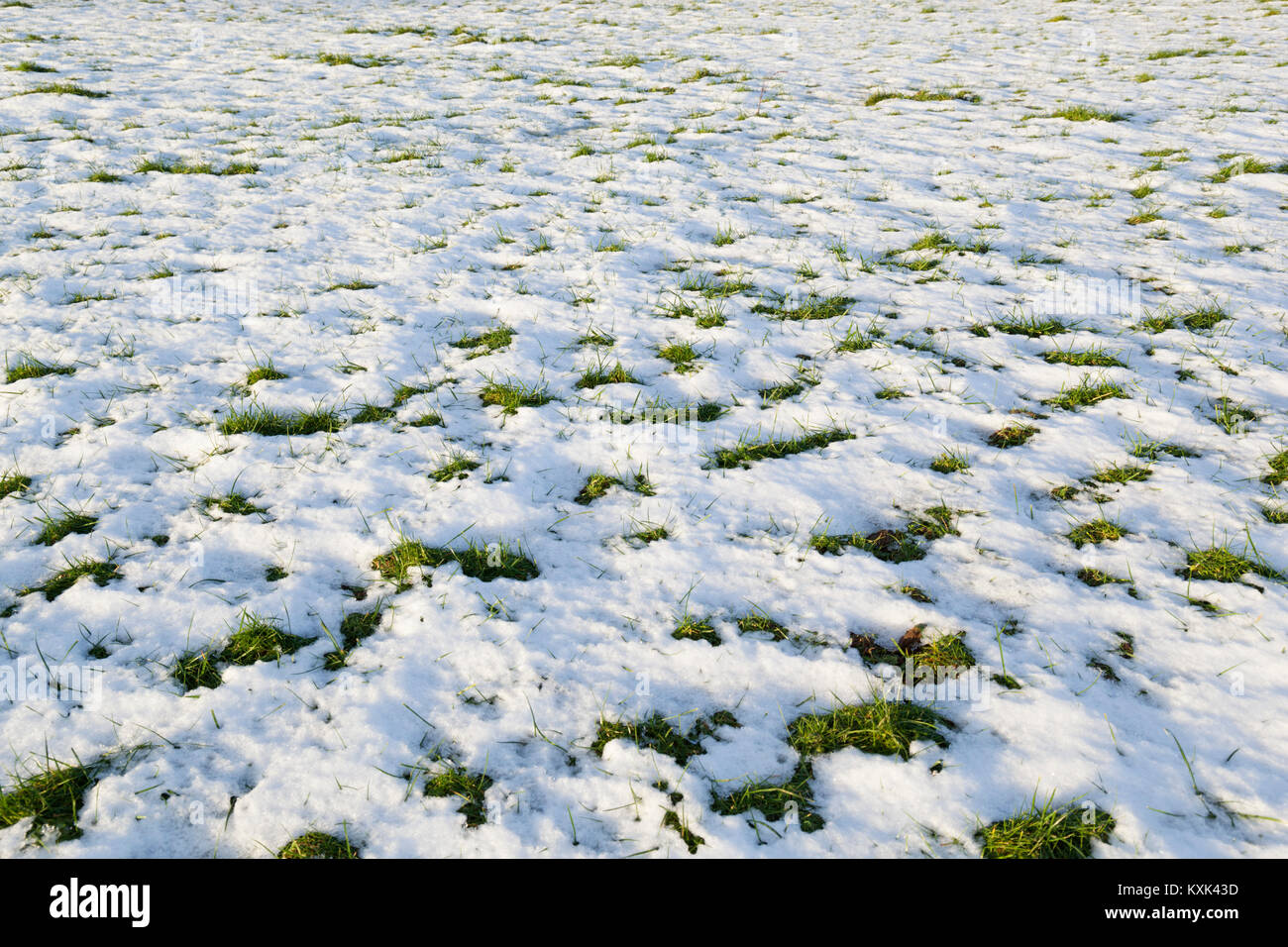 El derretimiento de la nieve con hierba verde hurgando entre parches, Gloucestershire, Inglaterra, Reino Unido, Europa Foto de stock