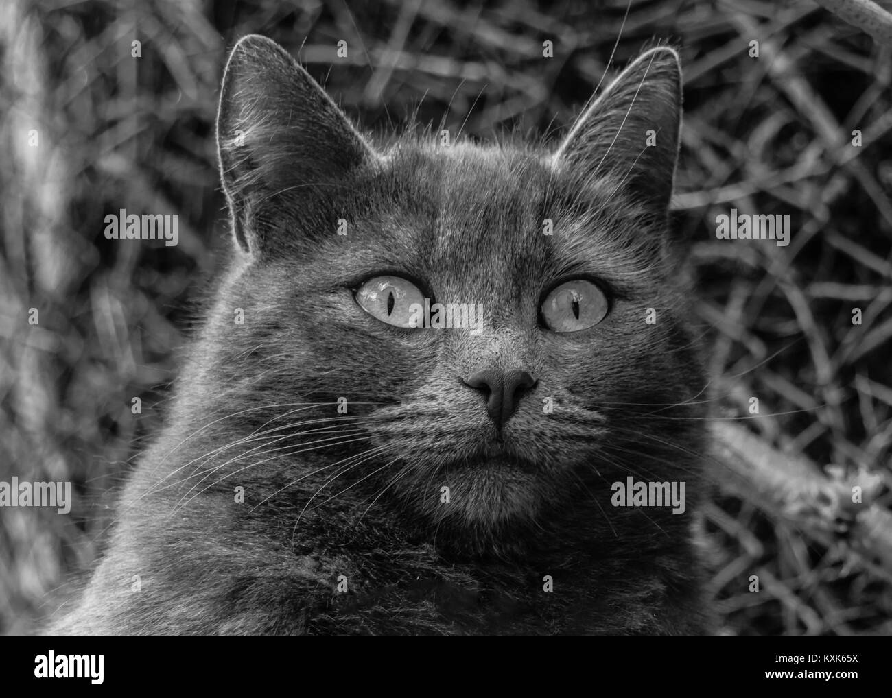 Retrato de un atento cat, monocromo. Primer plano de un gato gris, imagen en blanco y negro. Foto de stock