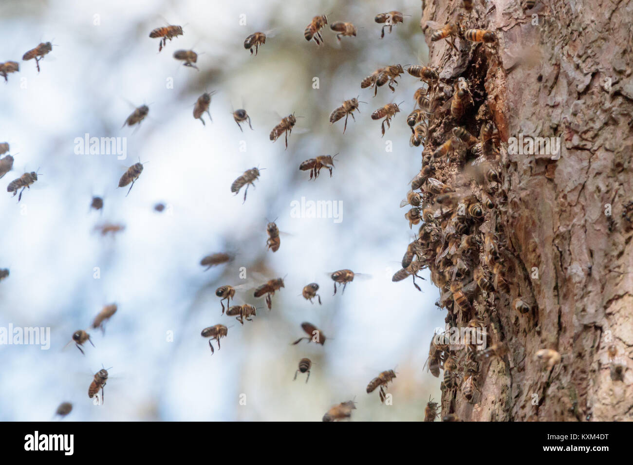 Enjambre de abejas (Apis mellifera) formar una colonia en la nueva ubicación de la colmena. Surrey, Reino Unido. Foto de stock