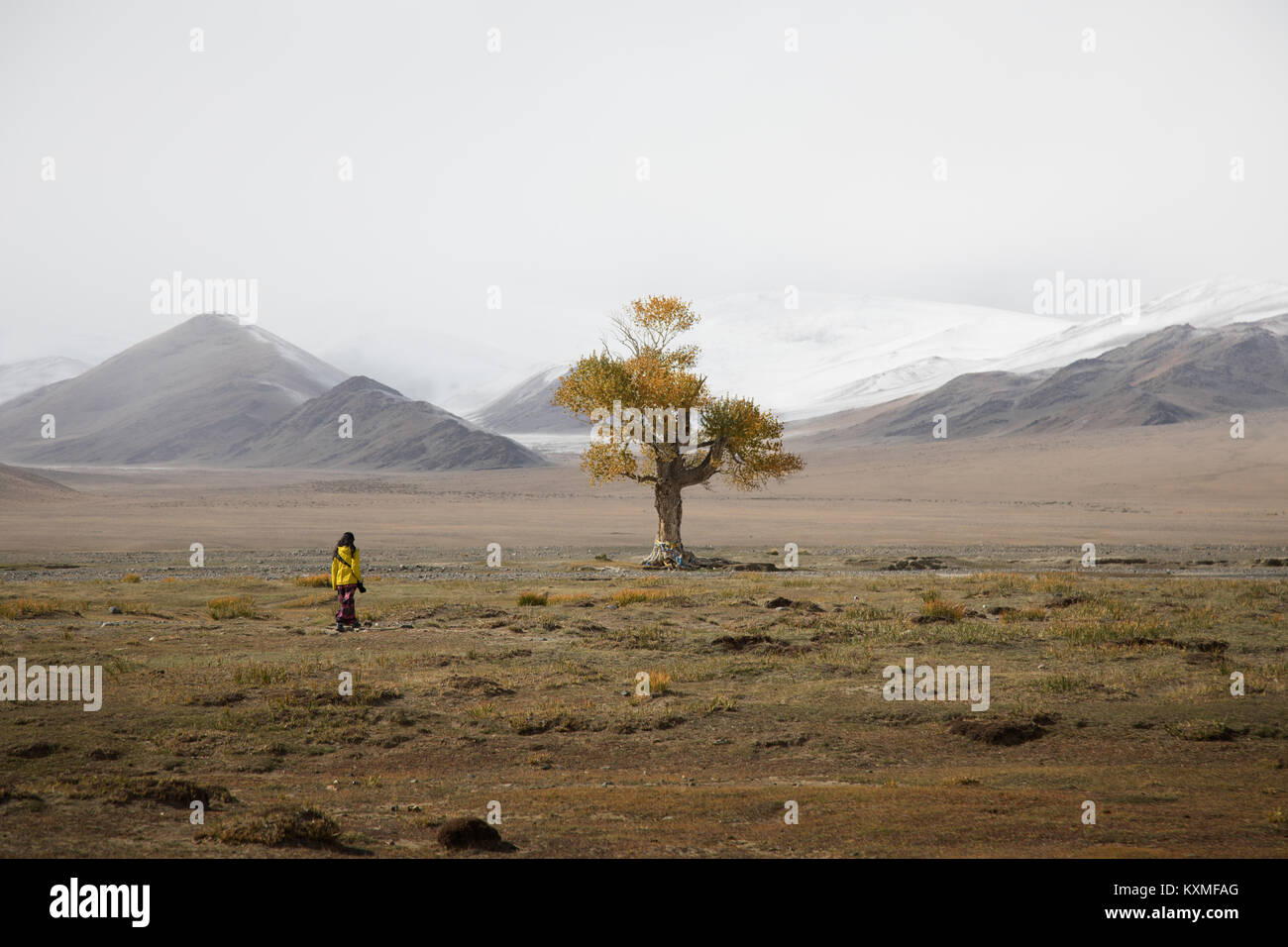 Solitario árbol hojas Amarillo otoño invierno nublado brumosas montañas nevadas praderas de las estepas de Mongolia Foto de stock