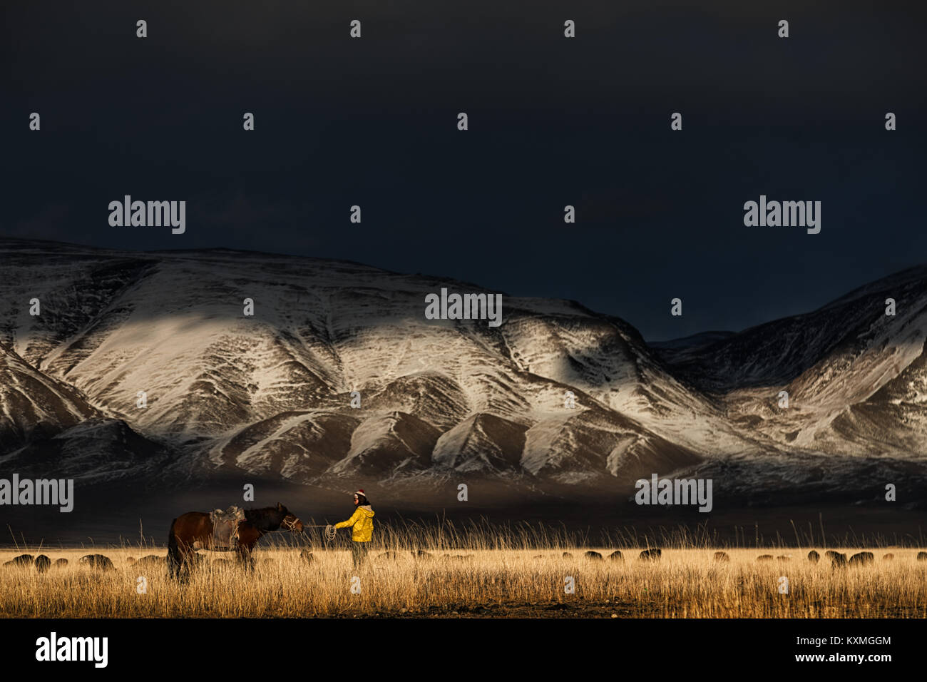 Sembrada en su caballo pistas nevadas montañas manada de cabras de Mongolia estepas pastizales de invierno Foto de stock