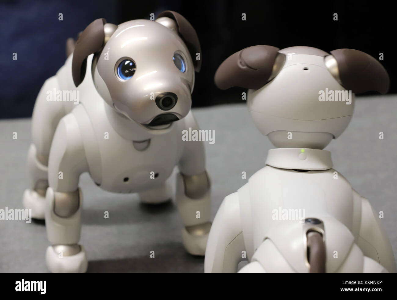 Tokio, Japón. 11 ene, 2018. El gigante japonés Sony muestra el nuevo perro  robot 'AIBO ERS-1000' después de la ceremonia de lanzamiento de AIBO en la  sede de Sony en Tokio el