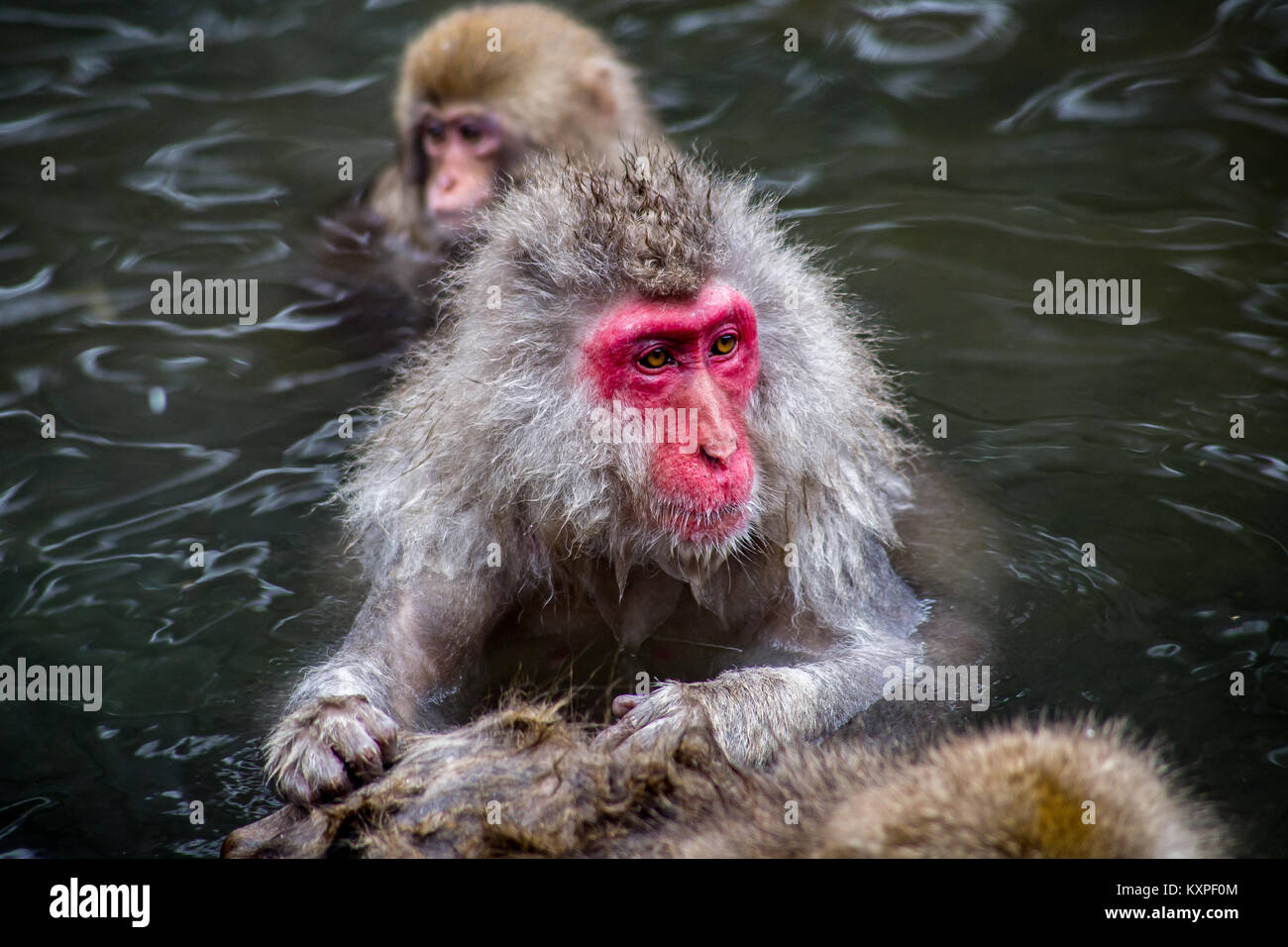 Un adulto macacos japoneses novios un compañero mono de nieve mientras se  relaja en la calidez de una piscina de aguas termales naturales. Estos monos  son la más septentrional Fotografía de stock -