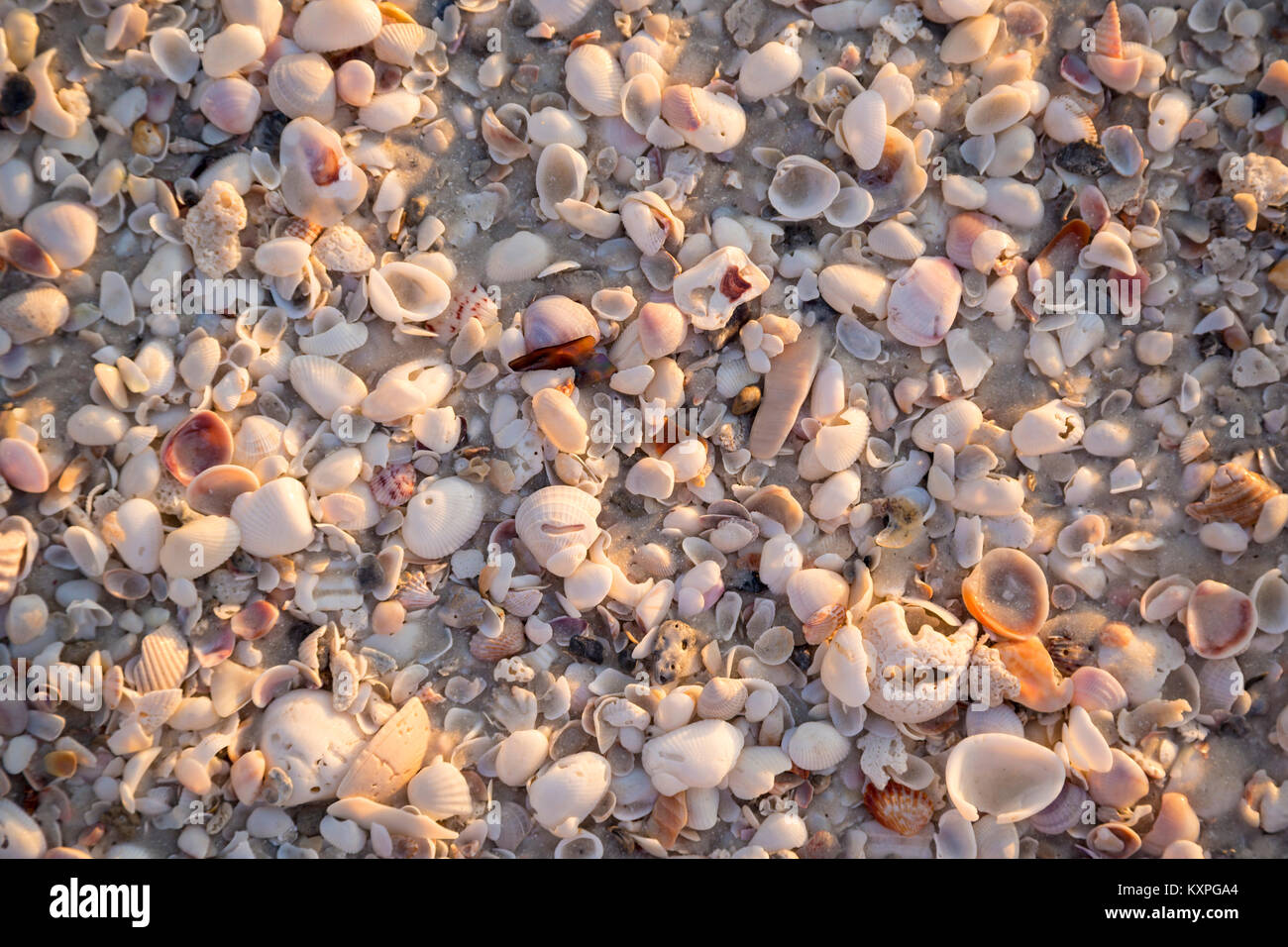 Conchas de Mar en una playa de arena fina, Barefoot Beach, Naples, Florida, EE.UU. Foto de stock
