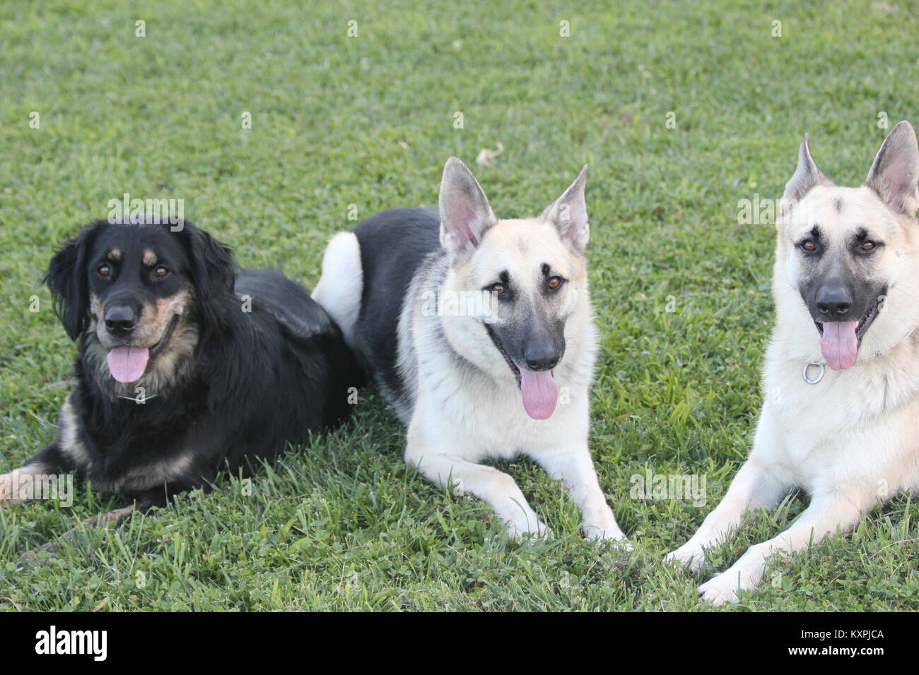 Los tres perros Rey Foto de stock