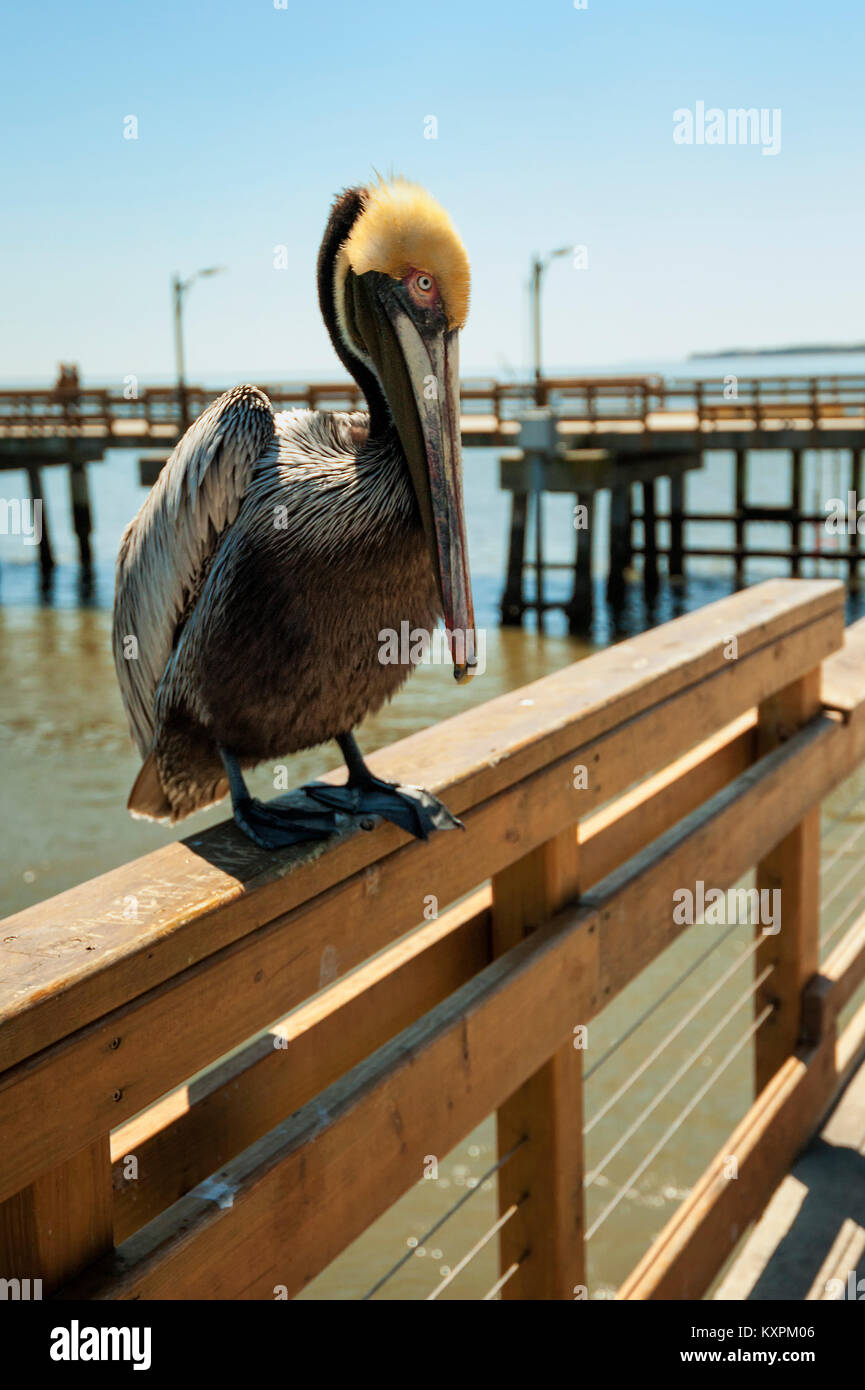 Pelicano café en un muelle de pesca. Foto de stock