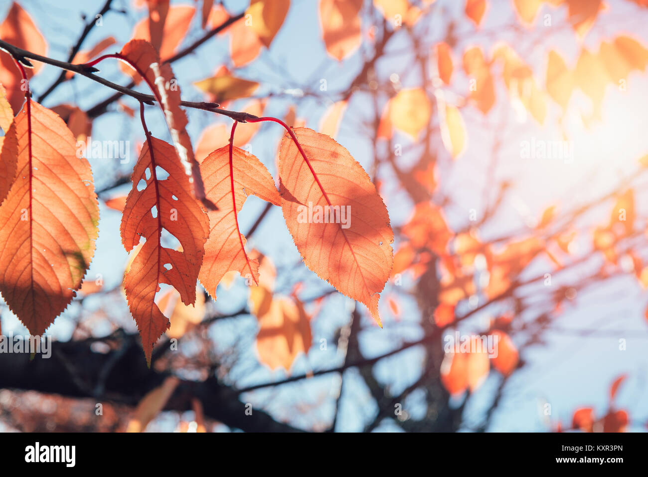 Caída de hojas secas en otoño de fantasía vintage el tono de color Foto de stock