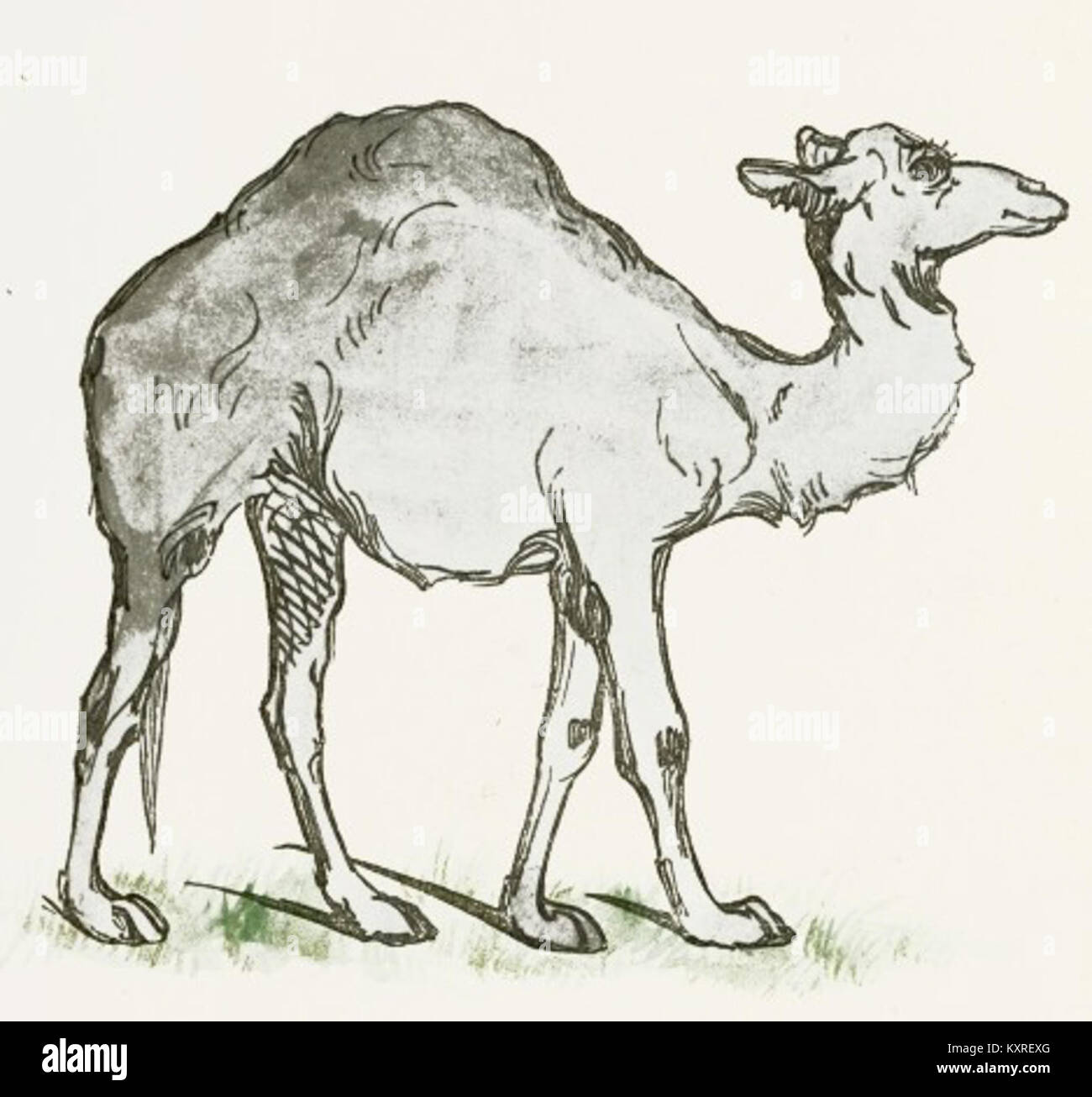 Dibujo de camello (1 Fotografía de stock - Alamy
