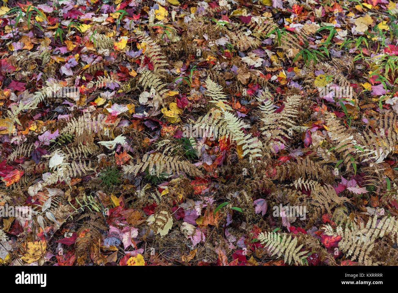 Otoño colorido cubierta vegetal plantas, New Hampshire, Estados Unidos. Foto de stock